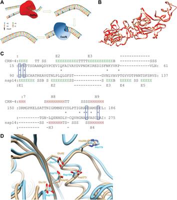 Computational Characterizations of the Interactions Between the Pontacyl Violet 6R and Exoribonuclease as a Potential Drug Target Against SARS-CoV-2